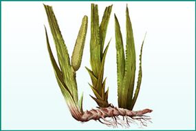 Algemeen versterkende en potentieverhogende calamus